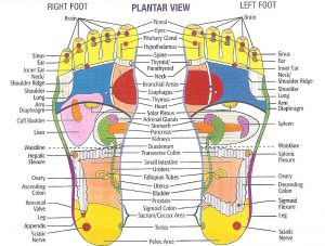 Foot Reflexology Chart Plantar Bottom View Feet Massage Holistic Health Practices Natural Medicine Center Lakeland Central Florida